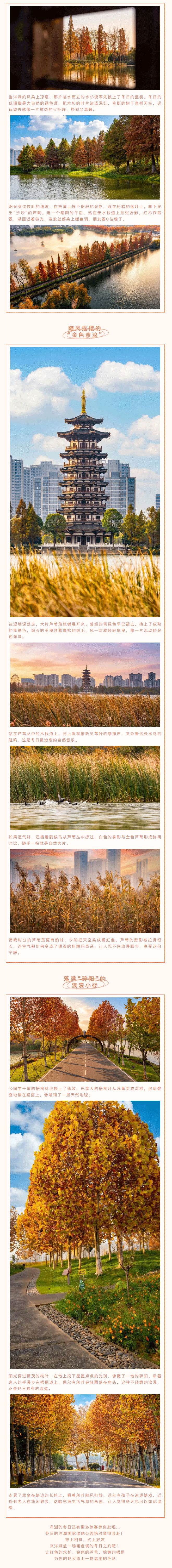 洋湖冬韵，遇见草木的静谧之美.png